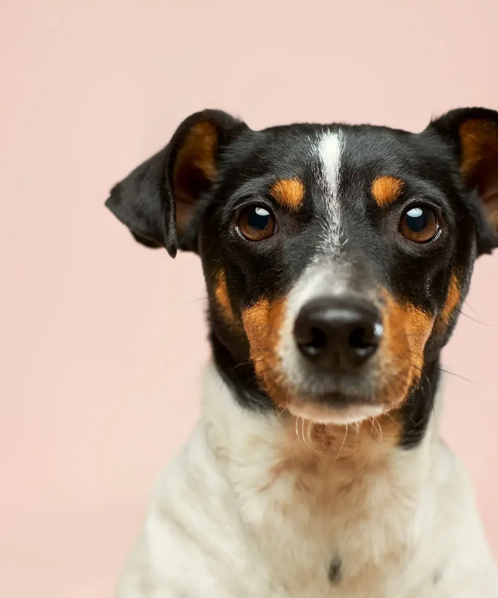 PawVellé