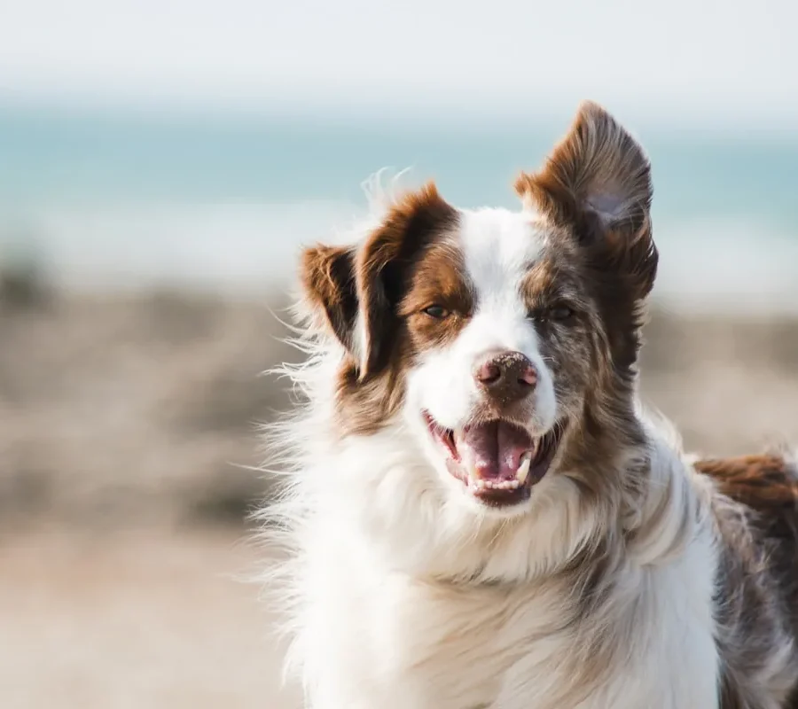 Developing for a dog’s skin, not a human’s.