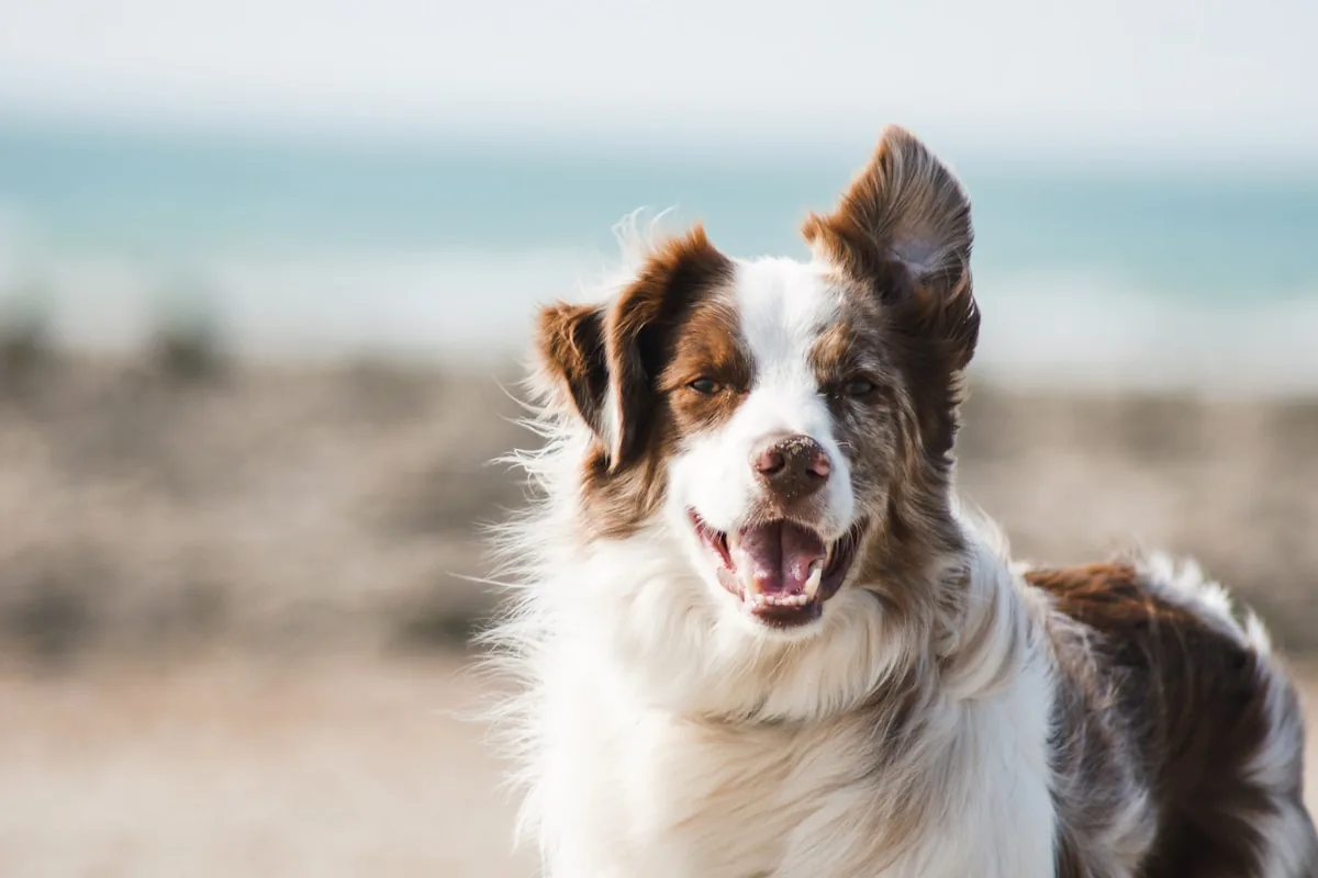 Developing for a dog’s skin, not a human’s.