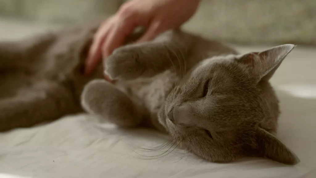 The discipline of modern skincare, brought to companion-animal grooming.