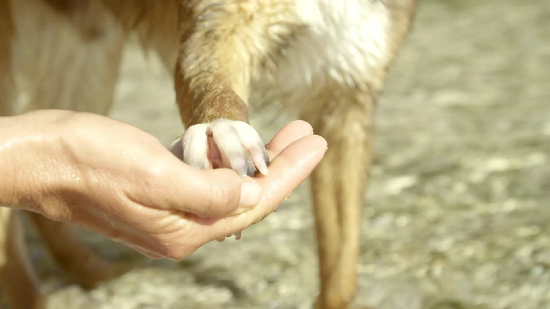 Dermatologist-crafted care for skin, coat, paw, and nose.