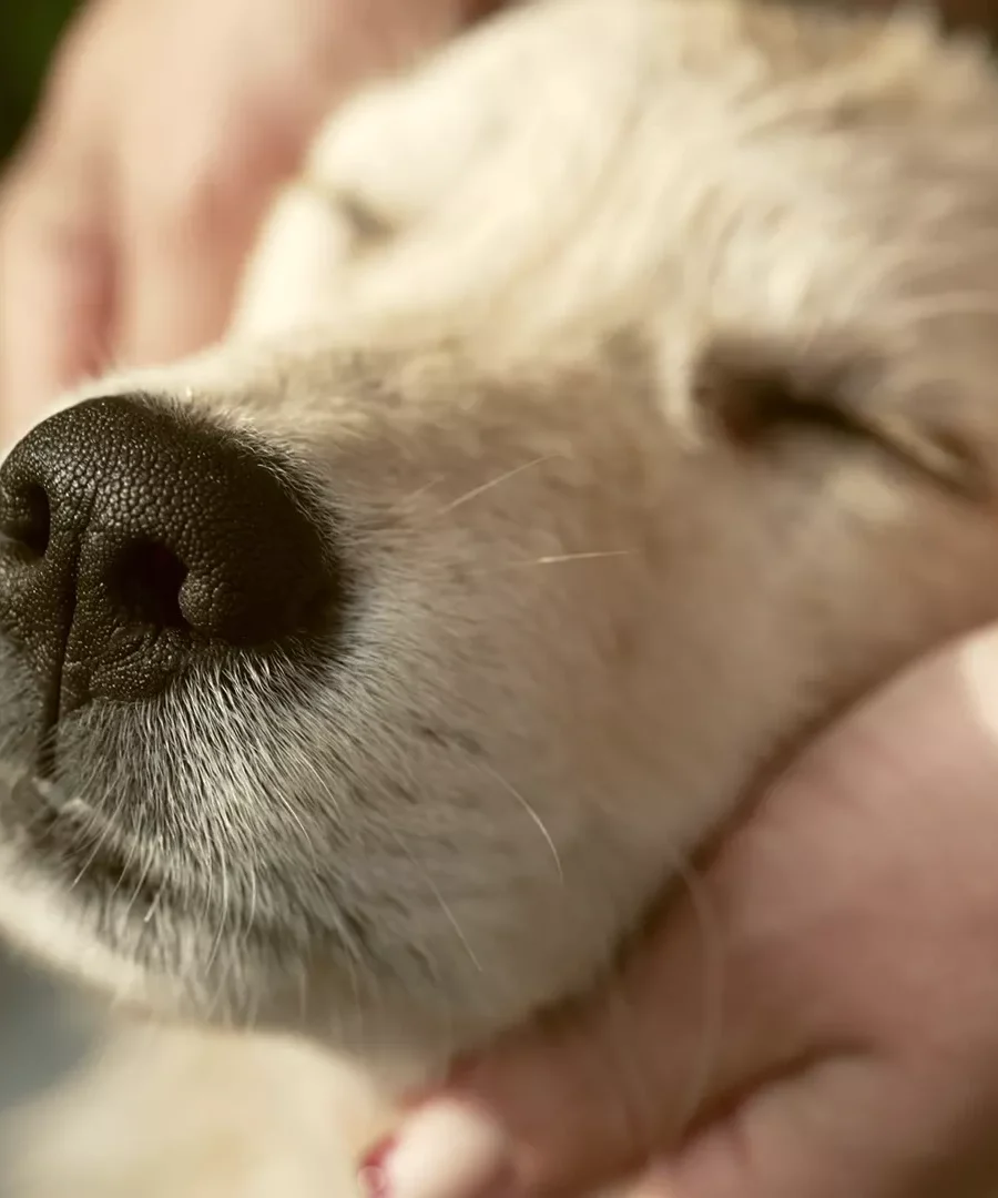 PawVellé — Companion Care